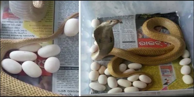 Chiêm bao thấy con rắn hổ mang đang đẻ trứng